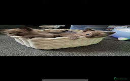 Ragdoll cats for sale: Beautiful Tica registered Ragdoll’s  - Image 2