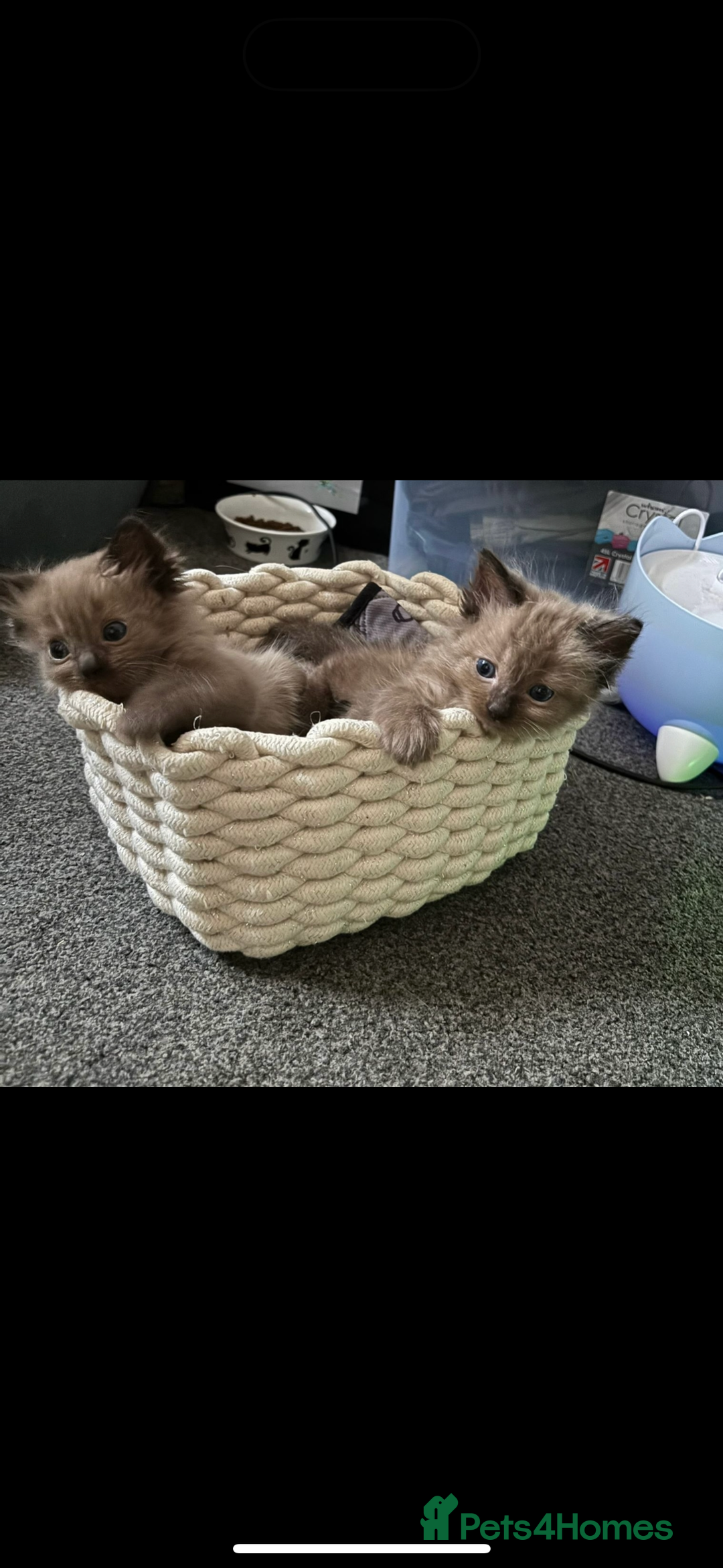 Ragdoll cats for sale: Beautiful Tica registered Ragdoll’s  - Image 2