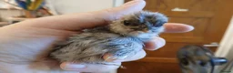Chickens poultry for sale: Stunning Crypt Walkers and other breeds in Wrexham - Advert 2