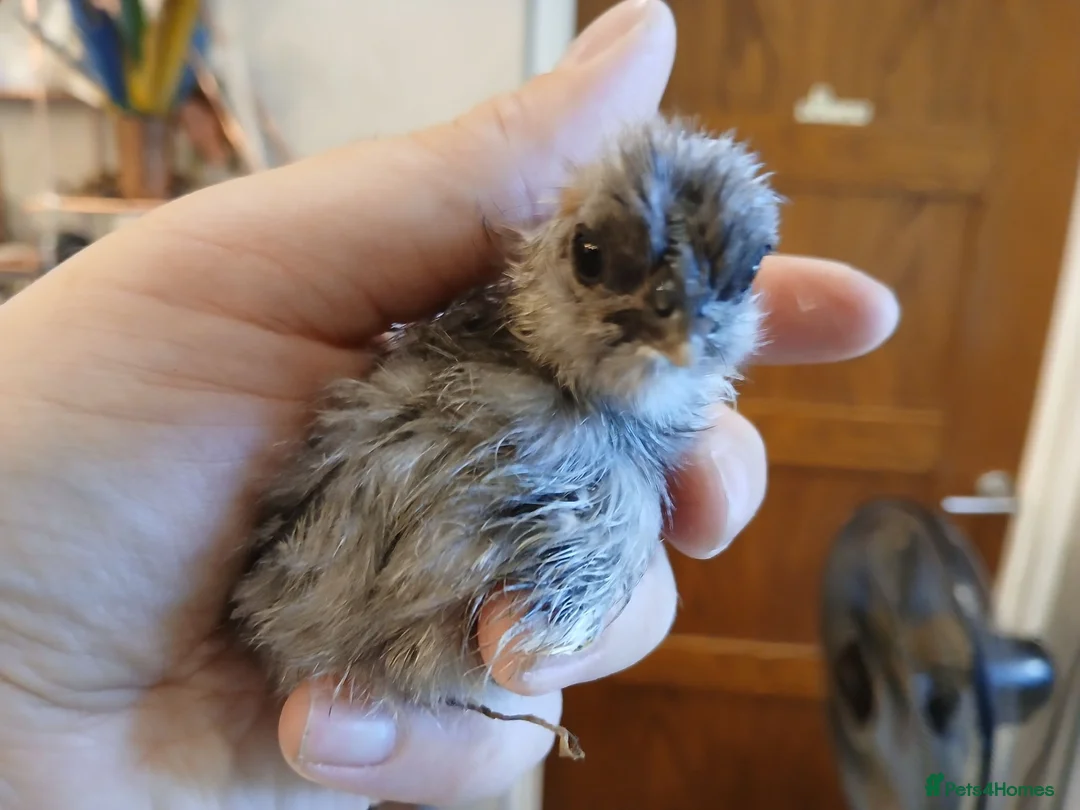 Chickens poultry for sale: Stunning Crypt Walkers and other breeds in Wrexham - Advert 2