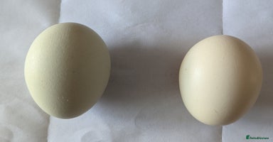 Chickens poultry - Advert 2