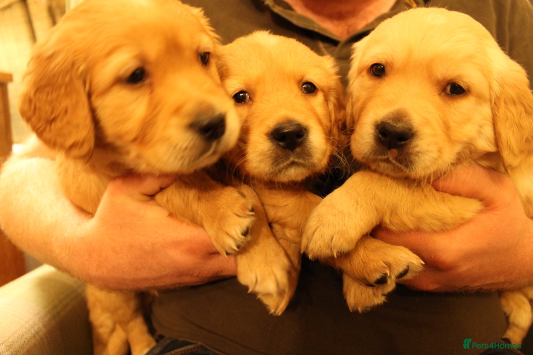 Golden Retriever dogs for sale: KC reg health tested dark golden retriever puppies - Advert 4