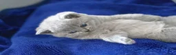 British Shorthair cats for sale: British Shorthair kittens ACTIVE/Non-active - Advert 2