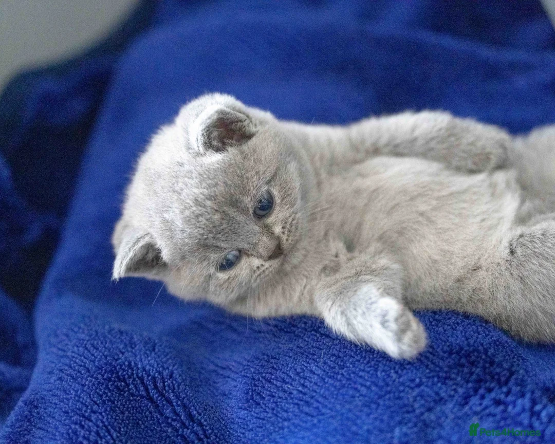 British Shorthair cats for sale: British Shorthair kittens ACTIVE/Non-active - Advert 2