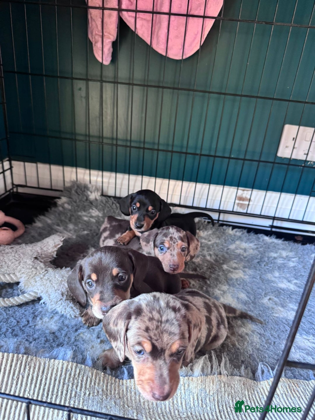 Miniature Dachshund dogs for sale: ⭐ OUTSTANDING MINI DACSHUND PUPS ⭐️ - Advert 7