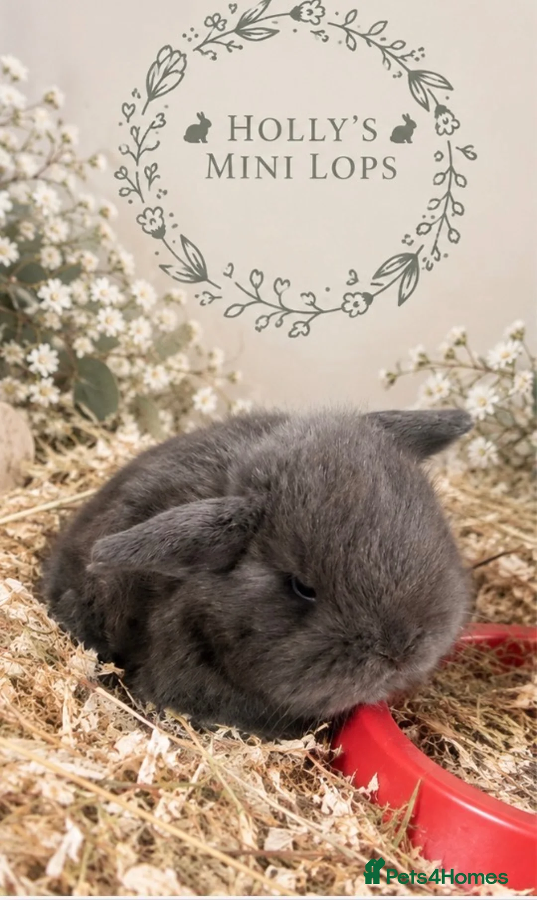 Mini Lop rabbits for sale: Gorgeous mini lops for sale  - Advert 2