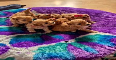 Maltipoo dogs - Advert 3