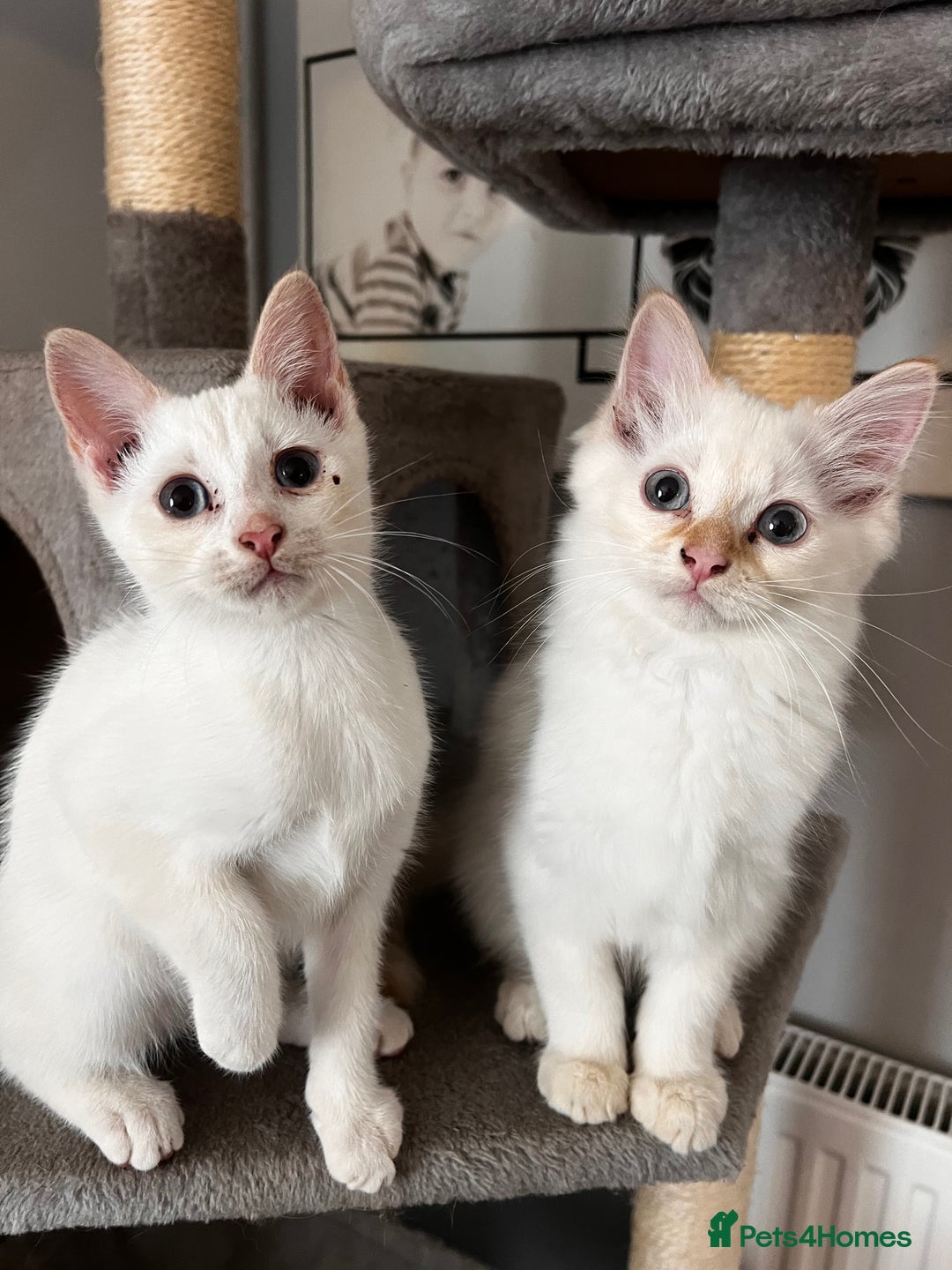 Domestic Shorthair cats for sale: ONE BOY & ONE GIRL LEFT - Image 1