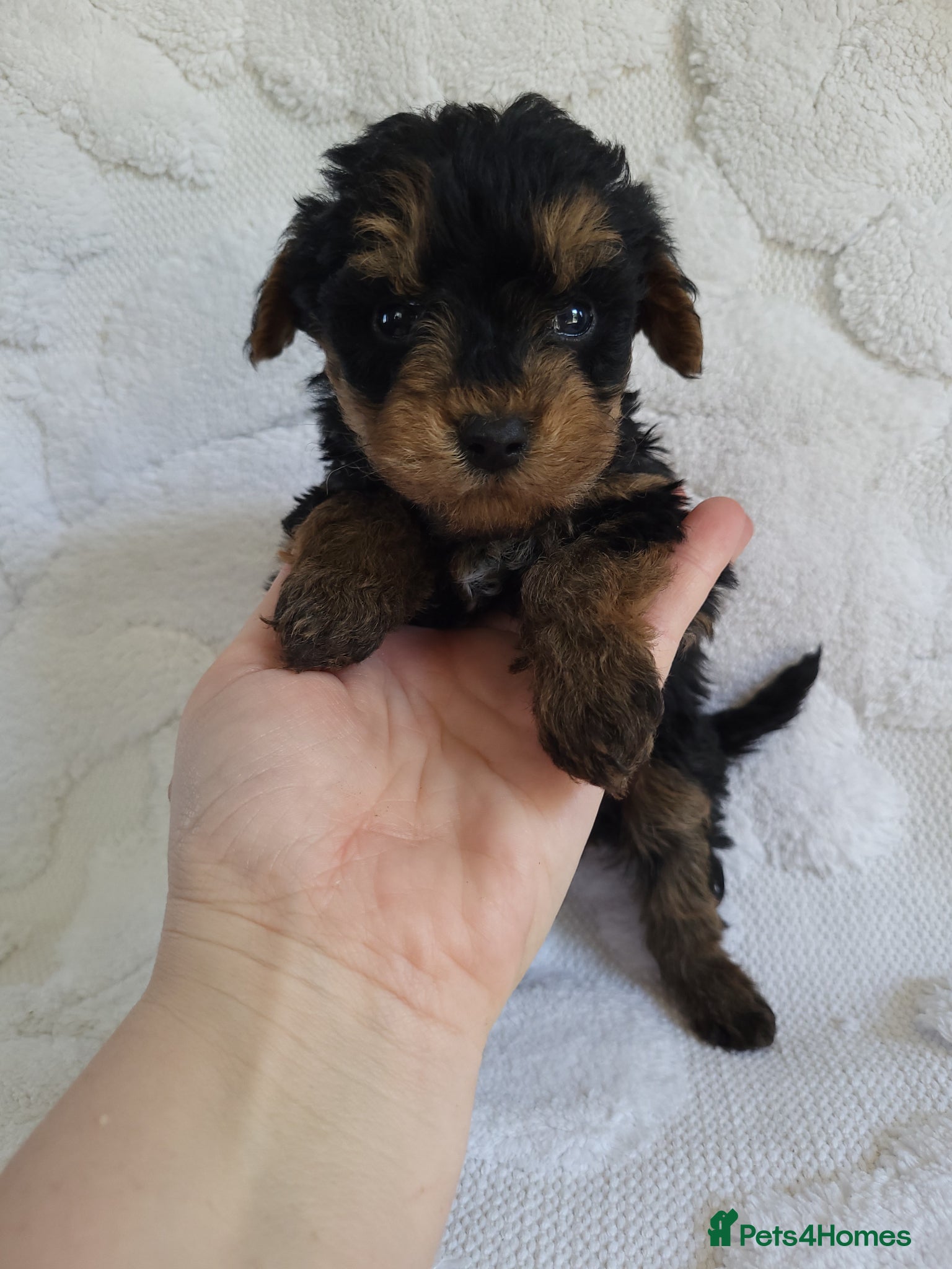 Morkie dogs Morkie puppies 5 🌟 licence breeder  - Advert 2