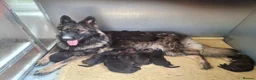 German Shepherd dogs for sale: KC German Shepherd pupies - Advert 1