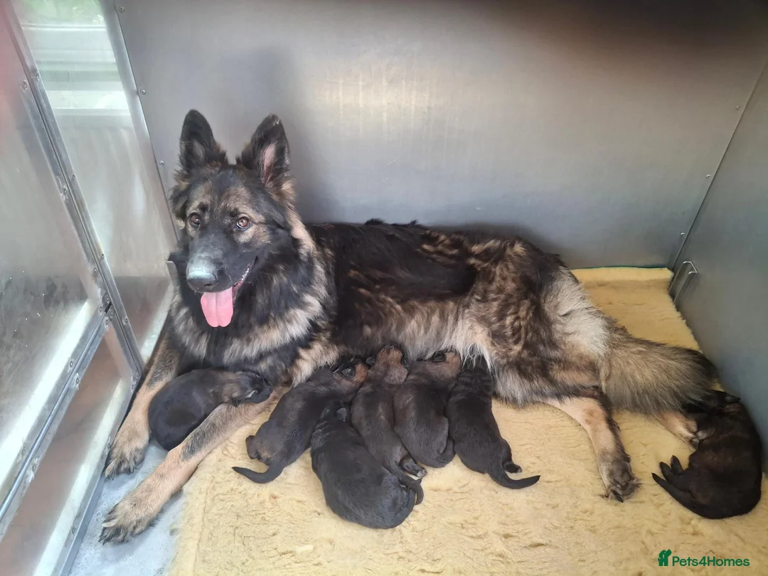 German Shepherd dogs for sale: KC German Shepherd pupies - Advert 1