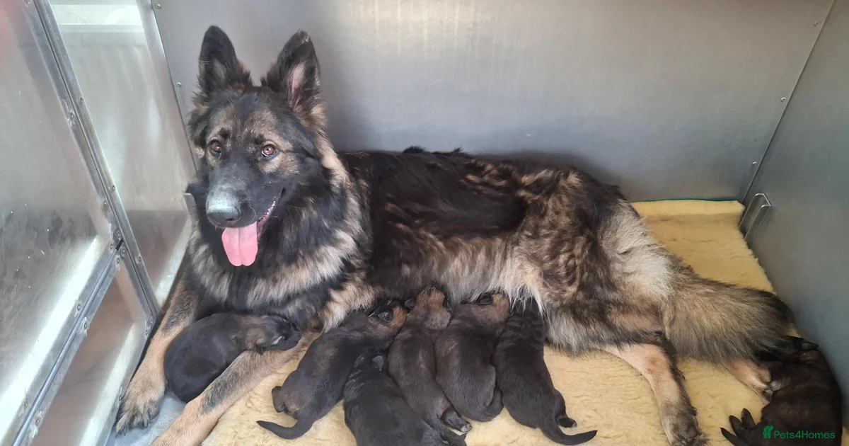 True Prussian Color German Shepherd Puppies for sale in Peacehaven, East Sussex | Pets4Homes