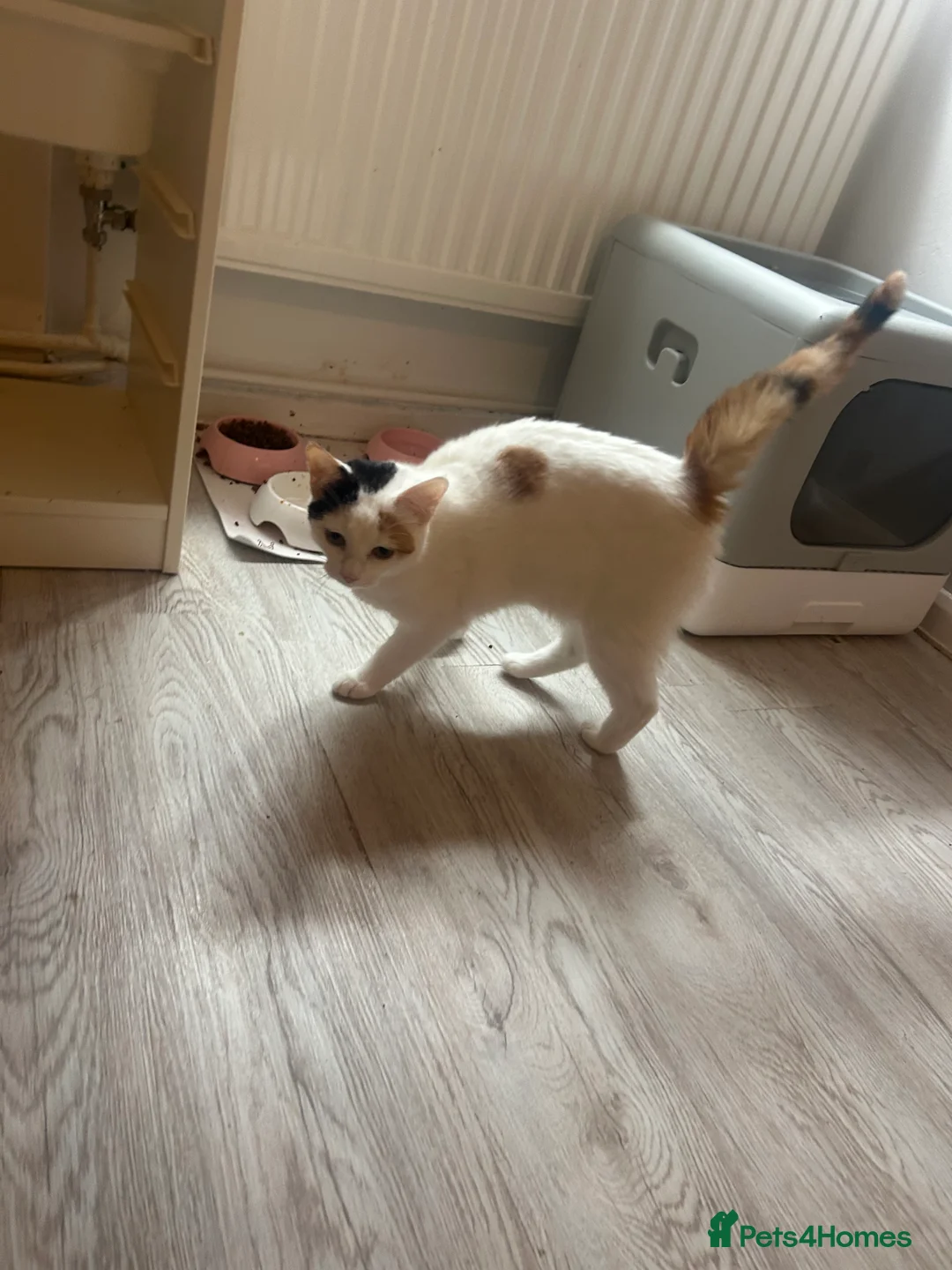 Mixed Breed cats for sale: 2 Kittens  in Sale - Advert 7