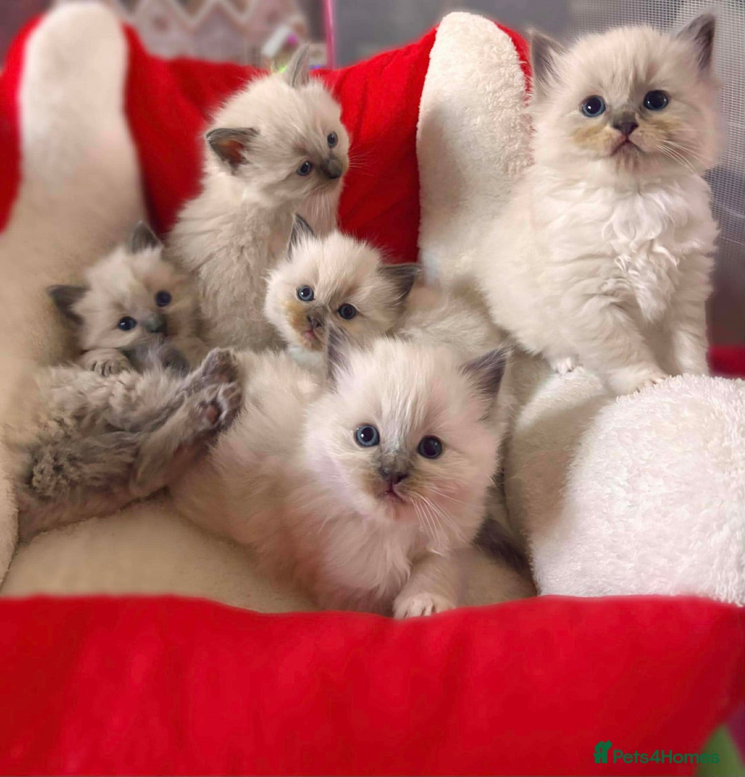 Ragdoll cats for sale: Two GCCF ragdoll boys ♂️♂️😺😺 - Advert 3