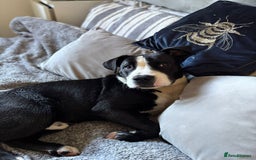 Mixed Breed dogs for sale: Sheepdog X  - Image 2