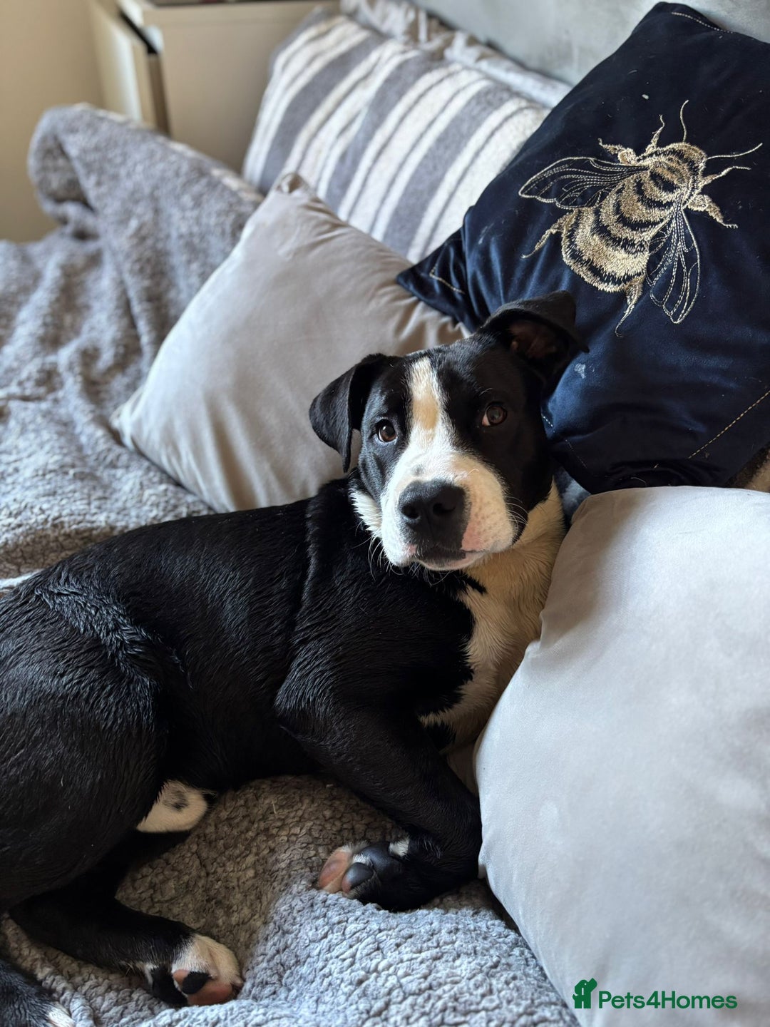 Mixed Breed dogs for sale: Sheepdog X  - Image 2