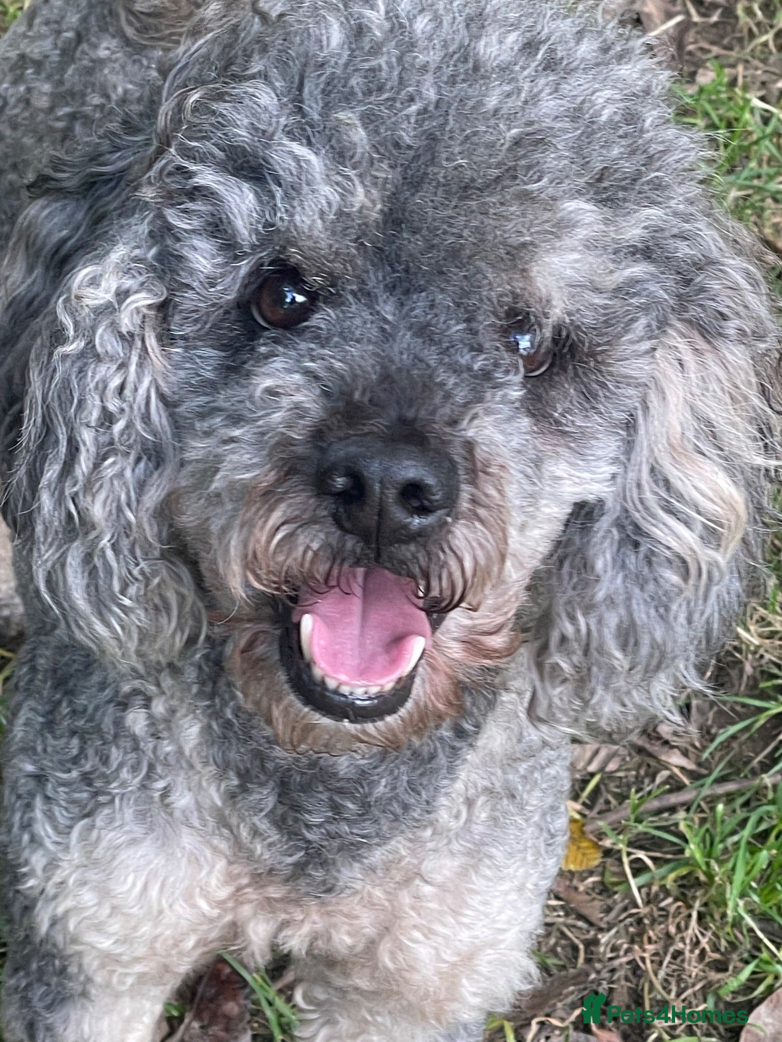 Miniature Poodle dogs Experienced  beautiful miniature poodle stud - Advert 1
