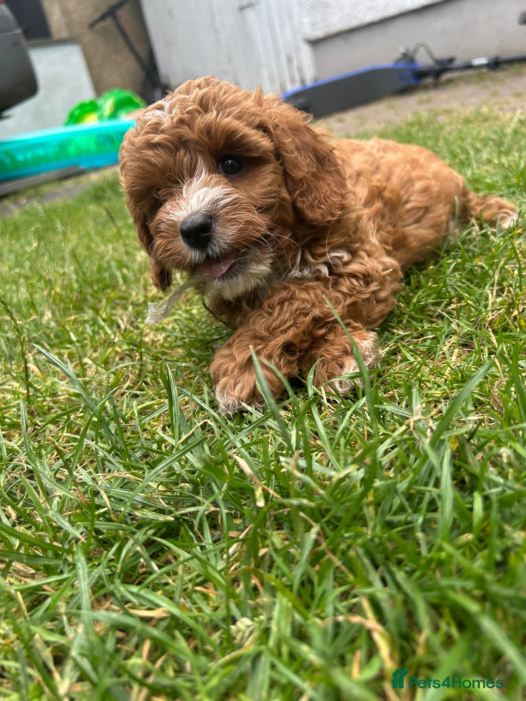 Cavapoo dogs for sale: cavapoo 1 boy left ready to leave now!!! - Advert 2