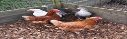 Chickens poultry for sale: Pure Breeds, Hybrids, Bantam's & Chicks - Advert 35