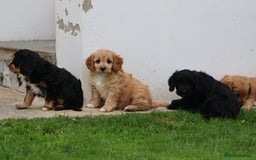 Cavapoo dogs for sale: F1 Cavapoo puppies for sale - Image 24