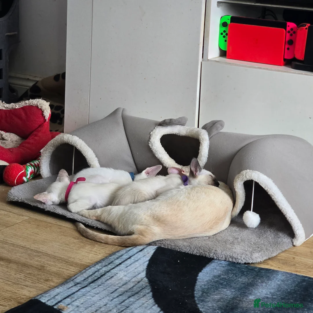 Siamese cats for sale: Adorable fur babies - Advert 11