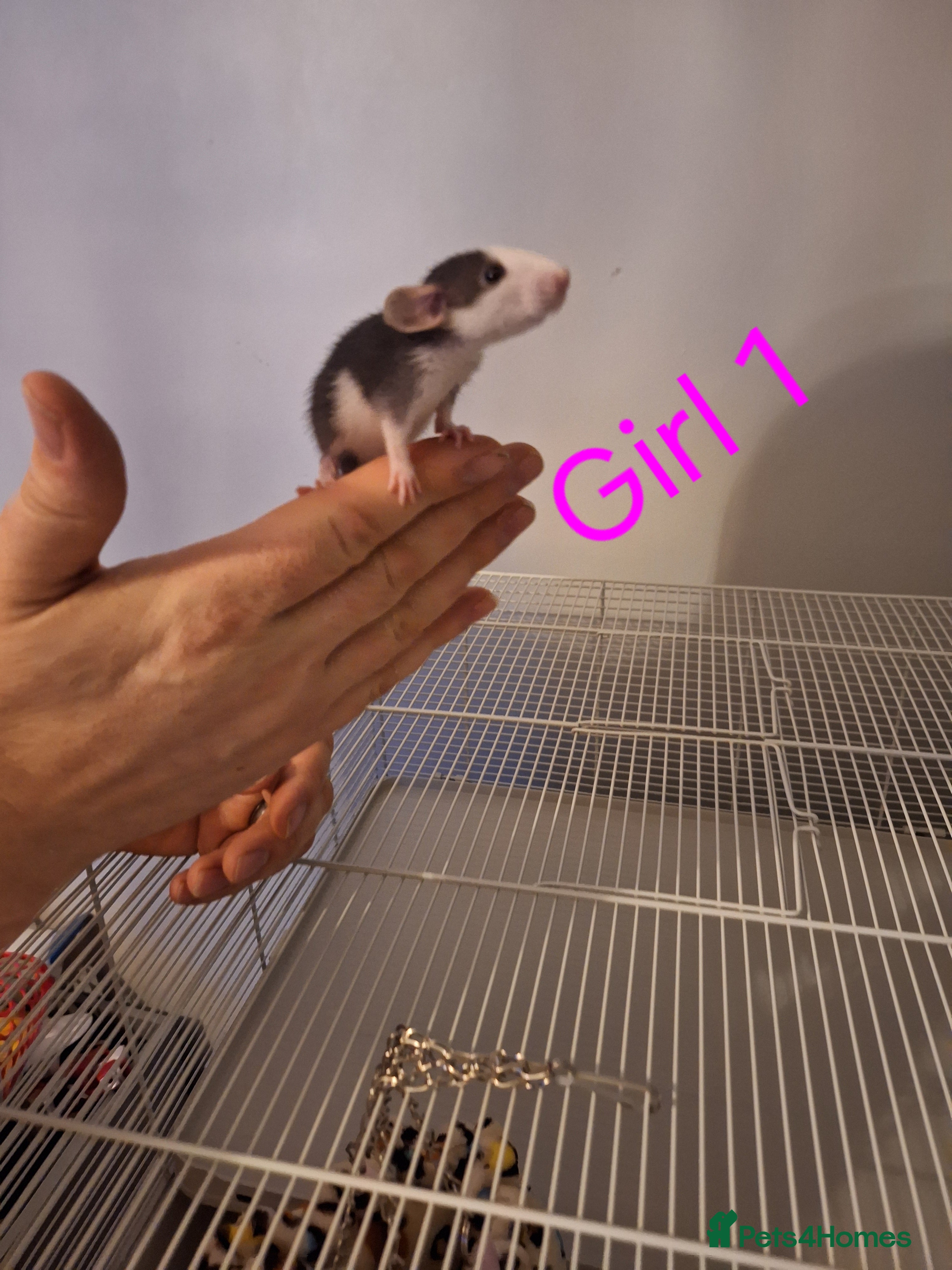 Rat rodents Baby Dumbo rats male and female  - Advert 18