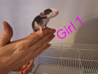 Rat rodents Baby Dumbo rats male and female - Advert 18