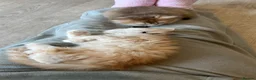 British Longhair cats for sale: VET BRED LAP CAT GCCF KITTENS NOW + WAITLIST - Advert 19