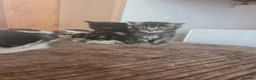 Mixed Breed cats for sale: 5 kittens for sale  - Advert 25
