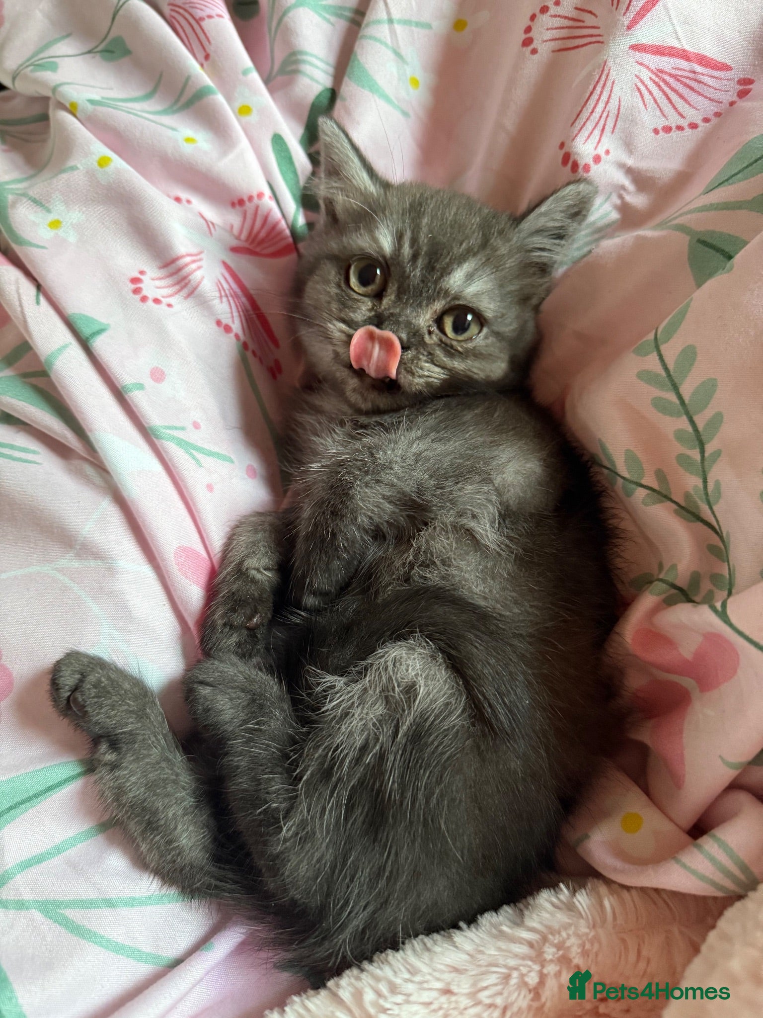Persian cats Exotic Persian kitten  - Advert 4