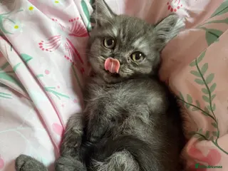 Persian cats British Shorthair Kitten - Advert 1