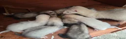 Ferret rodents for sale: Friendly Ferret Girls - Advert 1