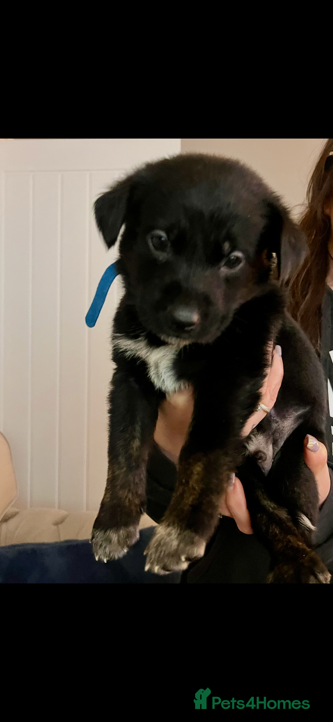 Mixed Breed dogs for sale: Belgian Shepherd x Goldador Puppies  - Advert 7