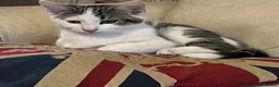 Mixed Breed cats for sale: 6 Lovely Kittens for sale  - Advert 1