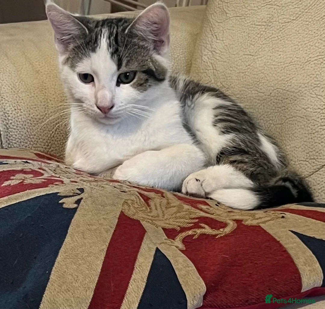 Mixed Breed cats for sale: 6 Lovely Kittens for sale  - Advert 1
