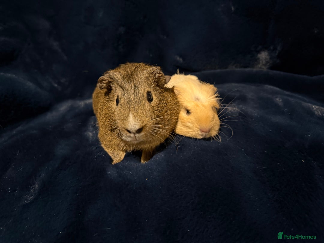 Guinea Pig rodents for sale: Baby male Guinea pigs  - Image 7