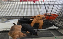 Lakeland Terrier dogs for sale: Lakeland terrier pups  - Image 3