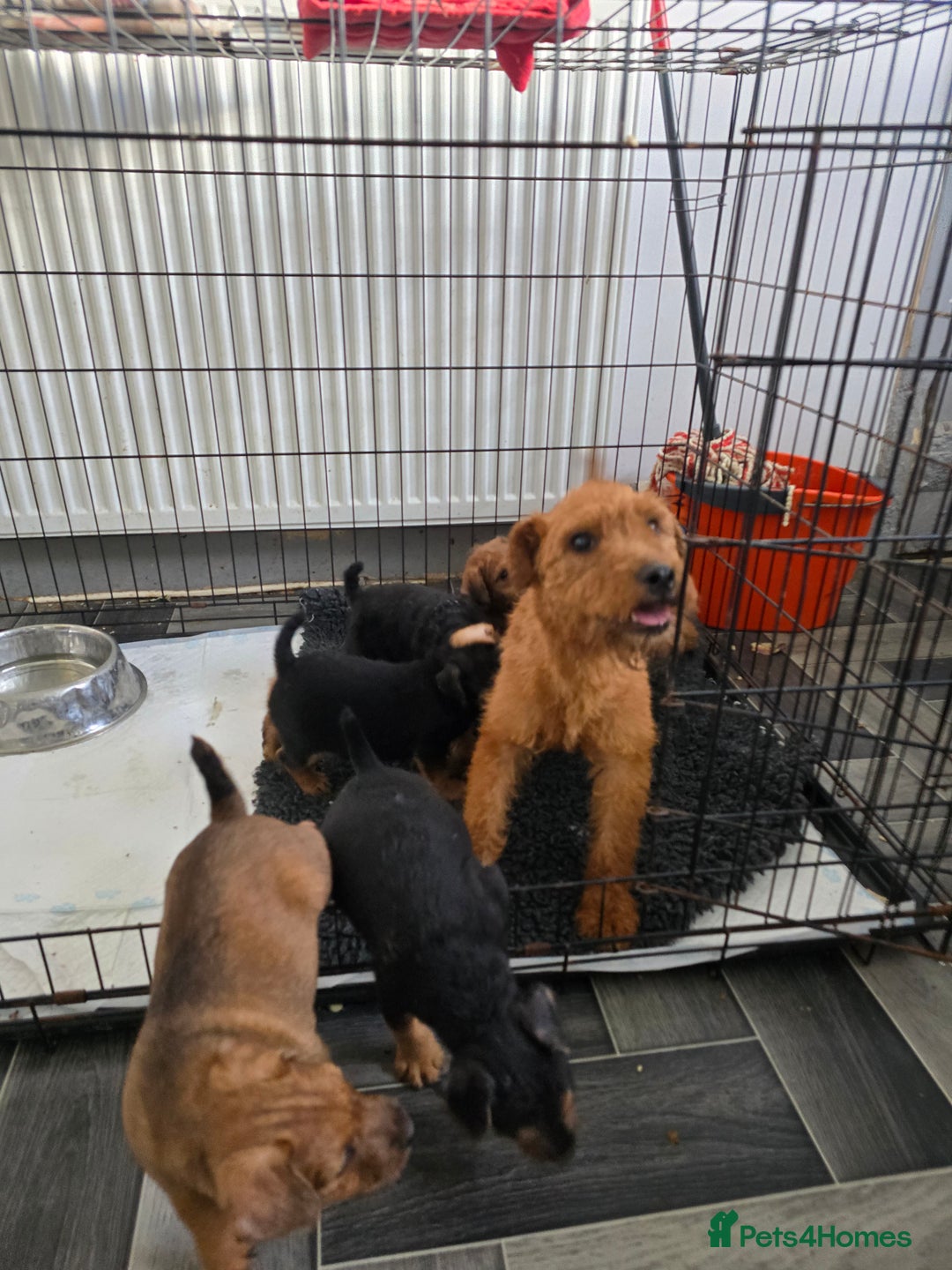 Lakeland Terrier dogs for sale: Lakeland terrier pups  - Image 3