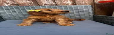 Goldendoodle 6