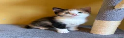 Domestic Shorthair cats for sale: 5 Beautiful Kittens – Ready 26th August 🐾 in Driffield - Advert 5