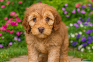 Cockapoo dogs DNA TESTED Last beautiful Apricot boy READY NOW ❤️ - Advert 11