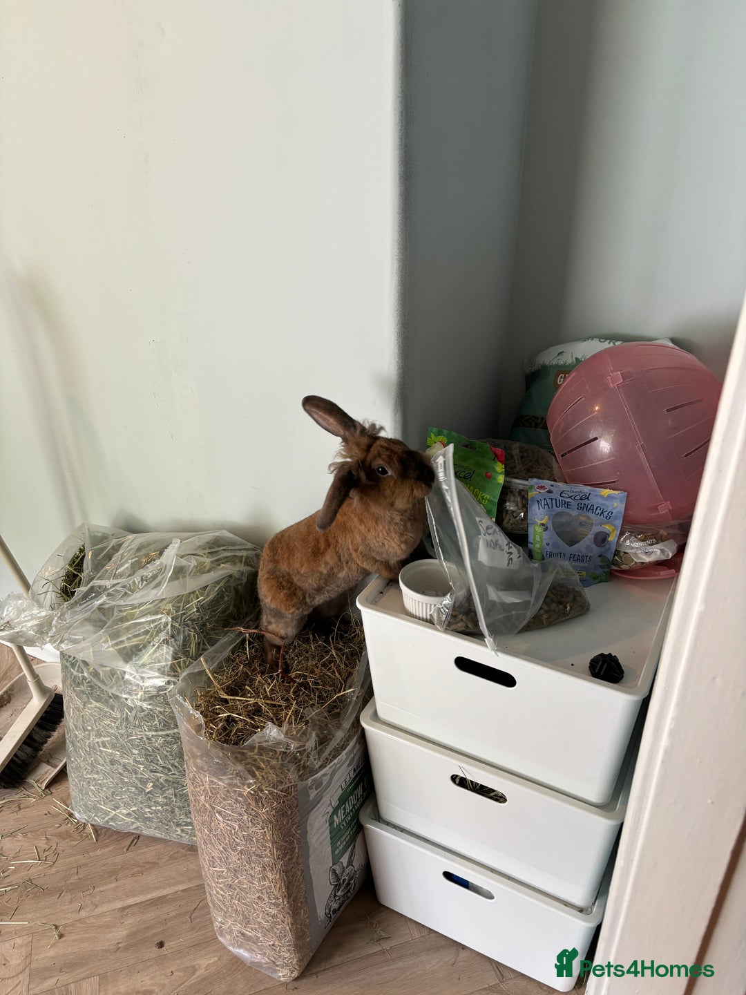 Mixed Breed rabbits for sale: 3Yr old Male & Female Rabbits - Advert 9