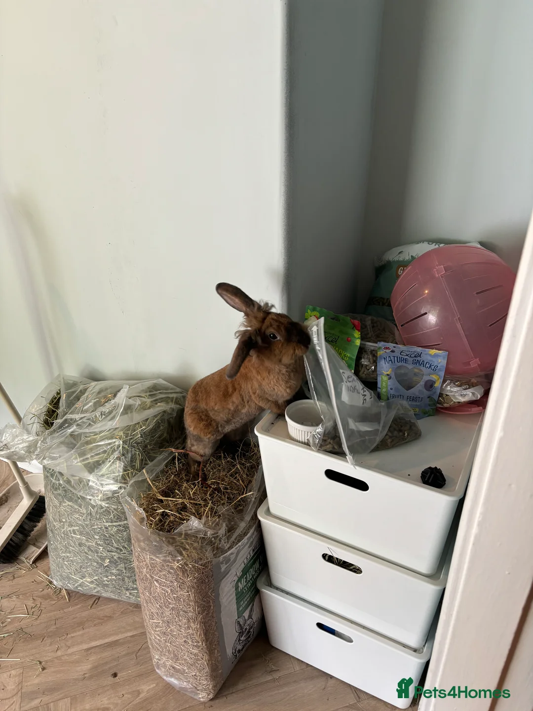 Mixed Breed rabbits for sale: 3Yr old Male & Female Rabbits - Advert 9