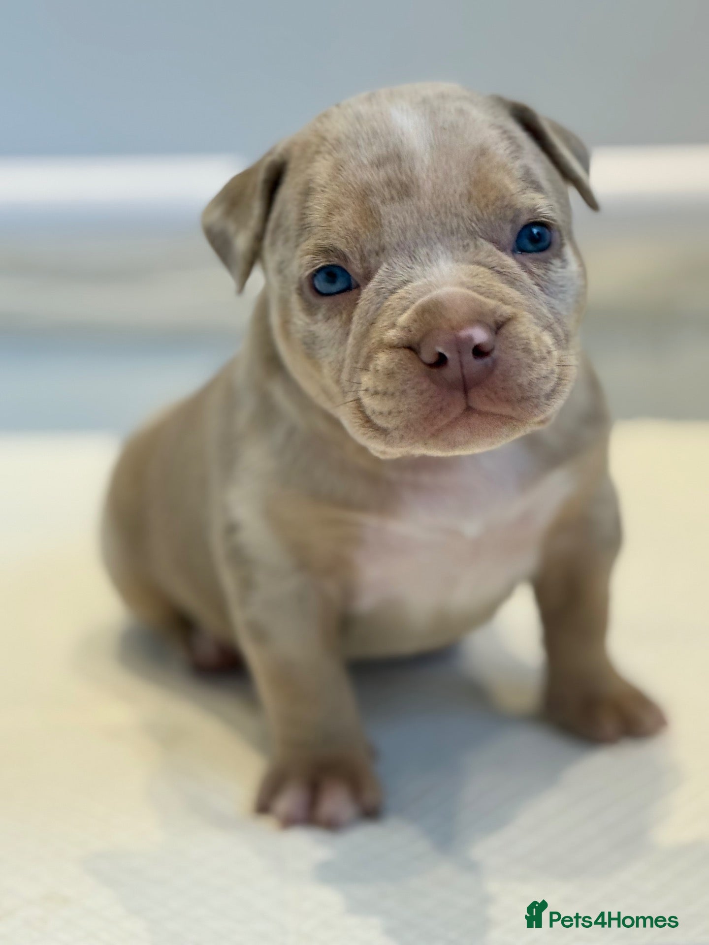 American Bully dogs for sale: Quality American Pocket Bully Pups - Advert 1
