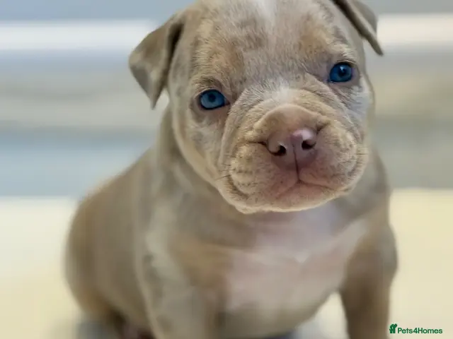 American Bully dogs for sale: Quality American Pocket Bully Pups - Advert 1