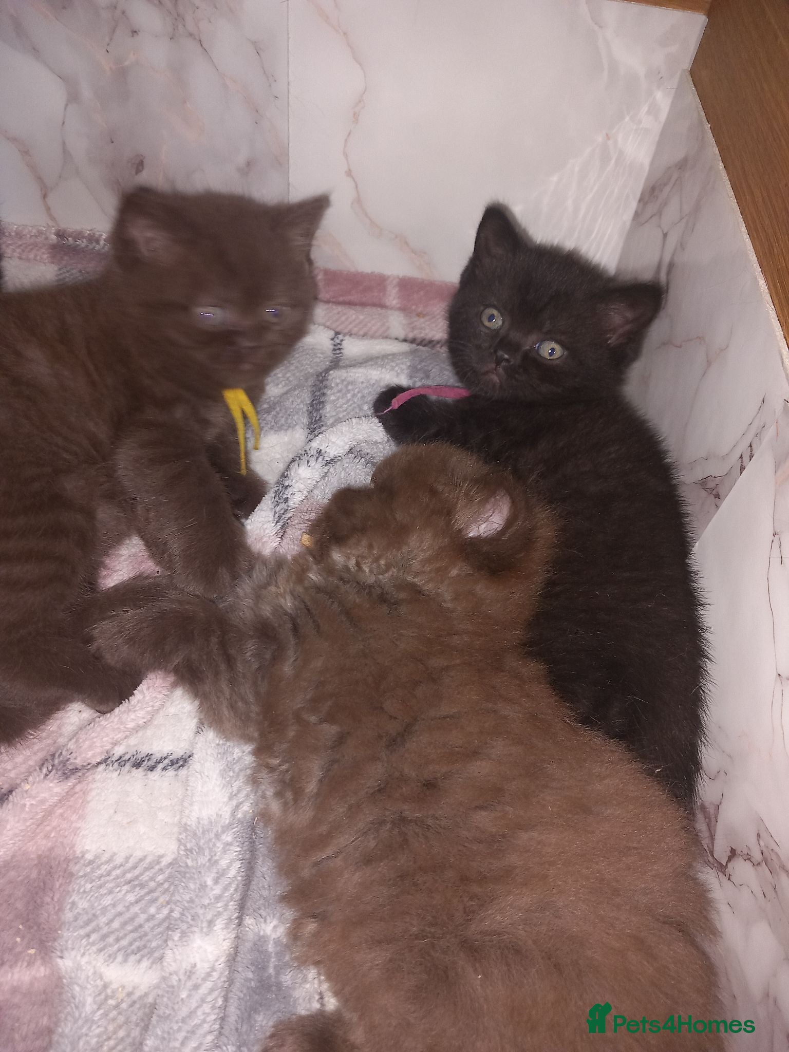 British Shorthair cats Chocolate BSH  - Advert 2