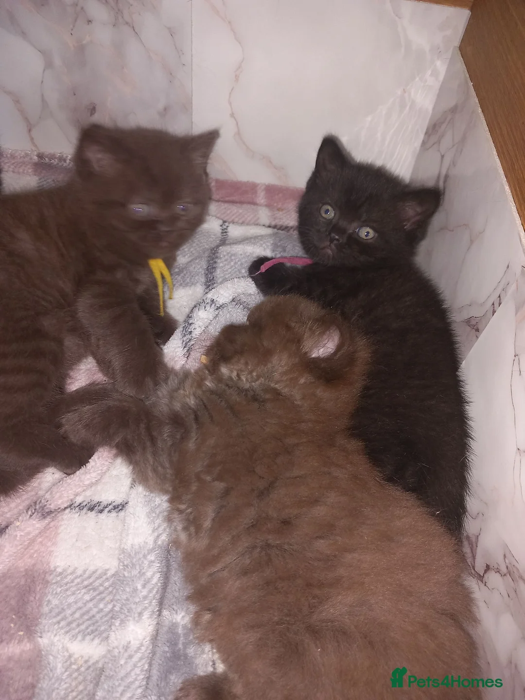 British Shorthair cats for sale: Chocolate BSH  - Advert 2
