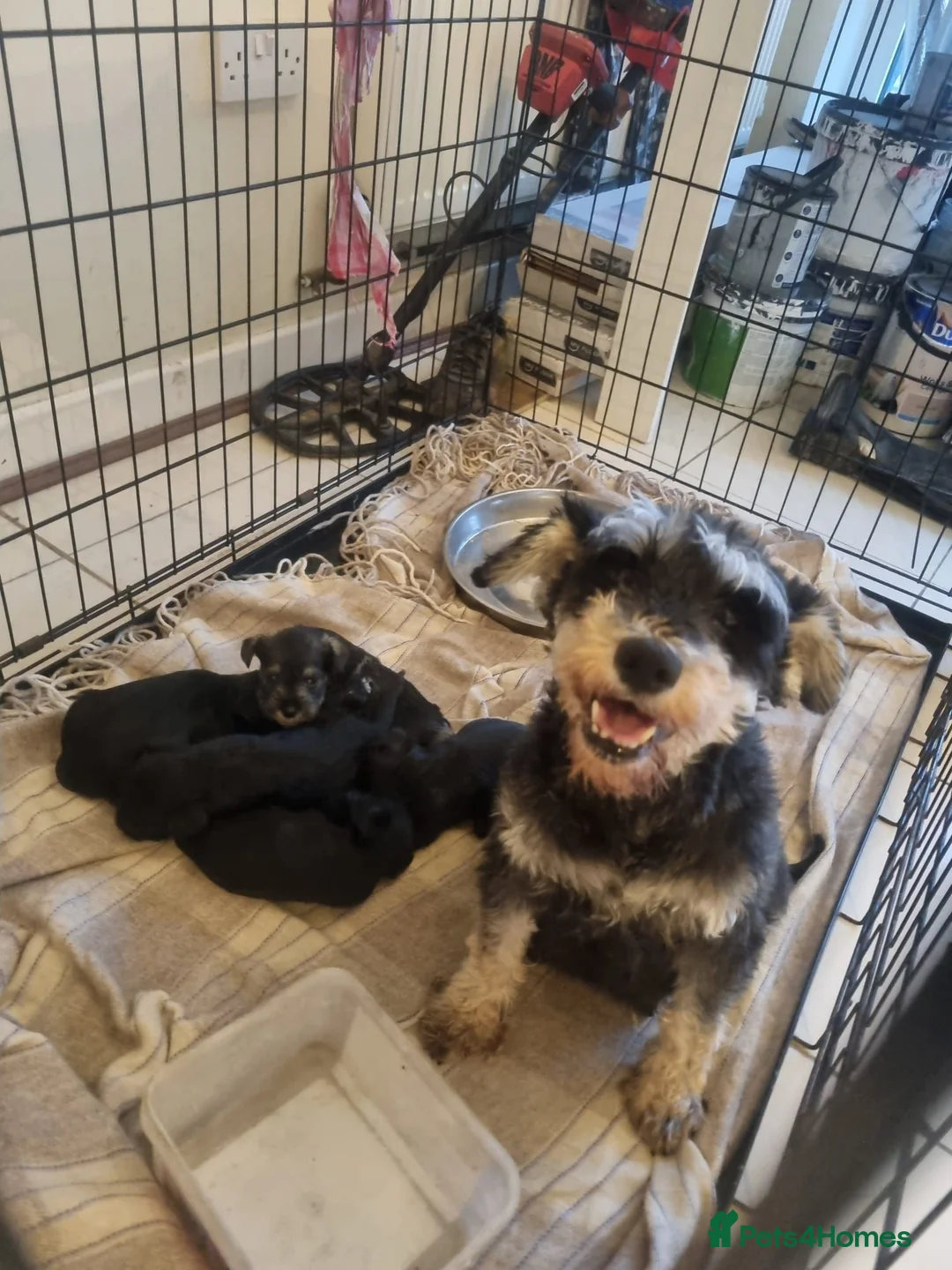 Miniature Schnauzer dogs for sale: Miniature schnauzer  - Advert 2