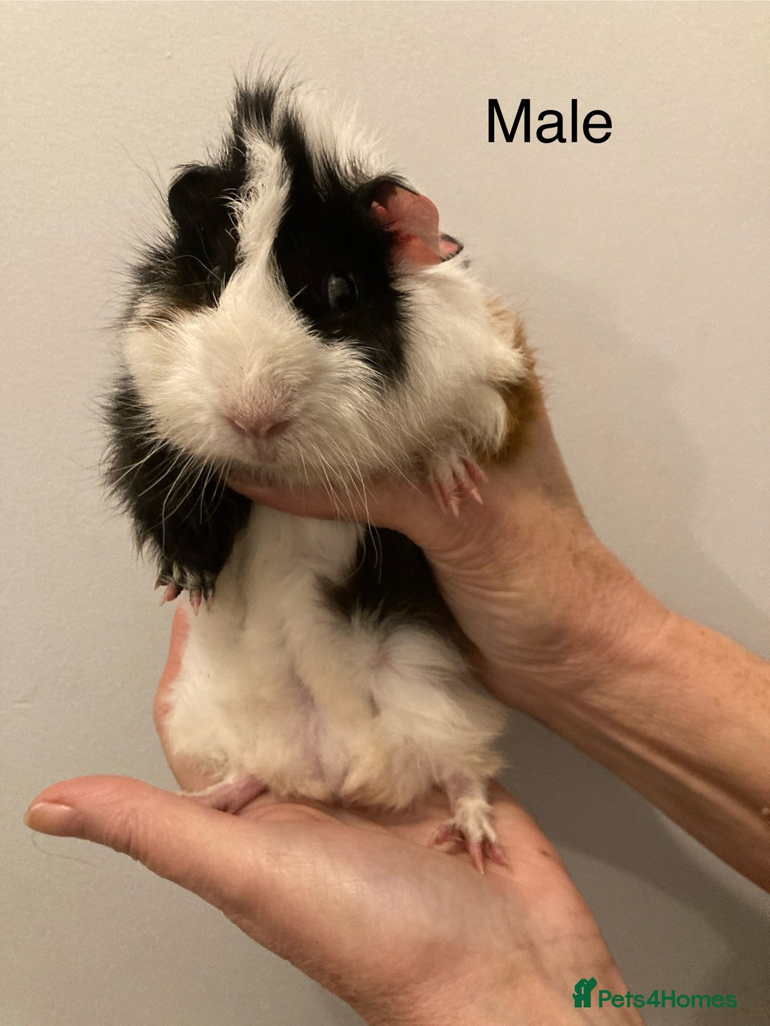 Guinea Pig rodents for sale: 5 Gorgeous Guinea Pigs for sale - Advert 15