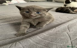 Domestic Shorthair cats for sale: 5 gorgeous kittens 🐈‍⬛  - Advert 6